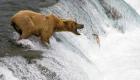 سياحة لكن خطرة.. رحلة مثيرة لمشاهدة الدببة في أمريكا الشمالية