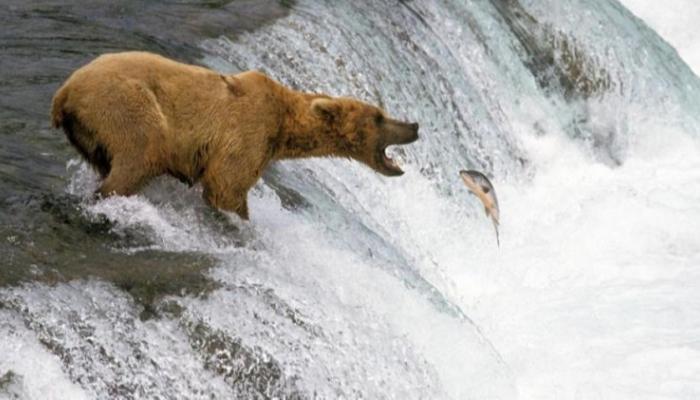 في ألاسكا يشاهد السياح الدببة وهي تصطاد سمك السلمون