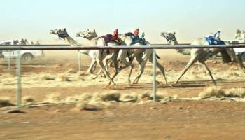 سباقات الهجن السودانية