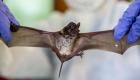 الخفافيش تهدد بفيروس جديد.. مطابق لكورونا بنسبة 95%