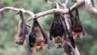 چین| کشف یک ویروس خفاشی جدید مشابه کرونا