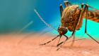 دراسة: البعوض يمكن أن يساعد في علاج "كوفيد-19"