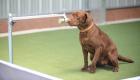 تدريب كلاب بوليسية على كشف كورونا في عَرق الإنسان