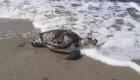 Deniz kaplumbağası eti yiyen 19 kişi öldü!