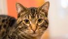 Italie: Premier cas d’infection d’un chat au nouveau variant anglais du Covid-19