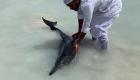 گزارش تصویری | نجات 40 دلفین در سواحل عربستان