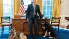 Le chien des Biden, a de nouveau mordu à la Maison-Blanche