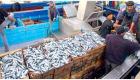 Algérie: Des volumes de pêche faibles vis-à-vis des moyens en hausse