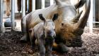 بالصور.. ولادة وحيد قرن في حديقة حيوانات هولندية