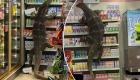 Thaïlande: un grand lézard fait du shopping dans un supermarché et suscite la panique