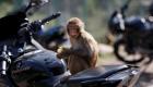 هند | دستگیری سارقانی که با همدستی میمون‌ها دزدی می‌کردند