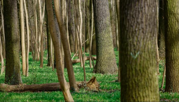 صورة لأشجار من مختلف الأعمار التقطت بغابة بلانترفالد في برلين