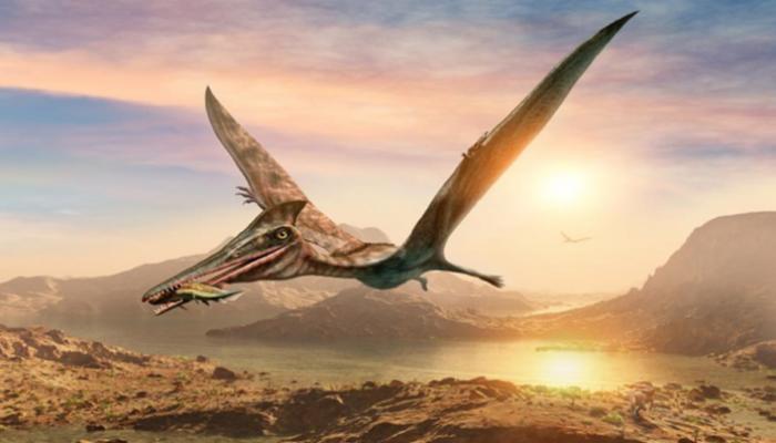 التيروصورات طول رقابها يصل إلى 3 أمتار- أرشيفية