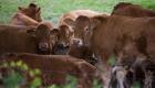 Belgique: Près de 50 vaches volées d'une ferme à Florenville