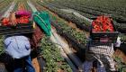 "الزراعة" تعزز نمو الاقتصاد المغربي..  موسم استثنائي
