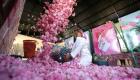 گزارش تصویری | آغاز فصل برداشت گل محمدی در عربستان