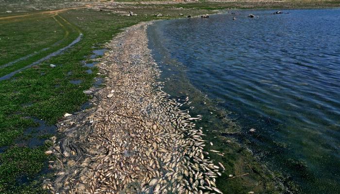 نفوق أطنان من الأسماك ببحيرة القرعون الملوثة في لبنان