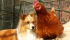فيديو.. دجاجة تطارد كلبا على طريقة توم وجيري