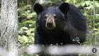 Etats -Unis : Une femme  tuée et à moitié dévorée par un ours brun dans le Colorado 