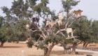 اليوم العالمي لشجرة الأركان.. رؤية مغربية أممية لتنمية الذهب الأخضر