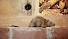 "طاعون الفئران".. طوارئ بأستراليا لإنقاذ المزارعين