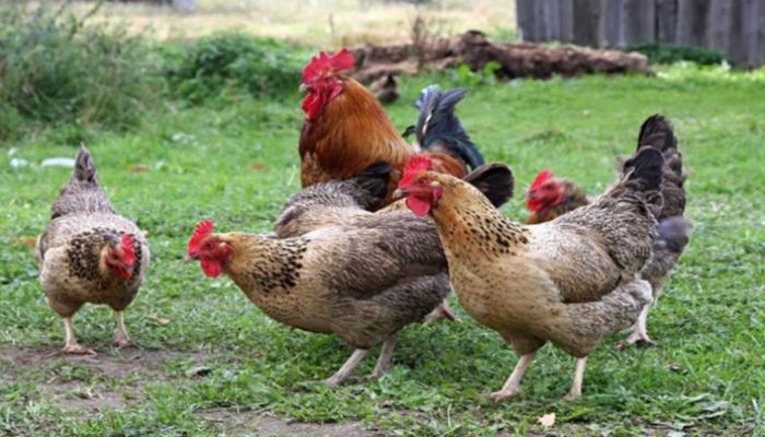 الدواجن قد تحمل عدوى السالمونيلا- أرشيفية