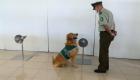 Bientôt.. Des chiens capables de détecter le coronavirus dans les aéroports