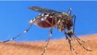 Paludisme au Niger: distribution de plus de 4 millions de moustiquaires