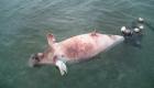 أمريكيون يتساءلون في فلوريدا: من يقتل أبقار البحر؟