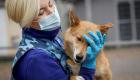 روسيا تبدأ حملة تطعيم الحيوانات ضد كورونا