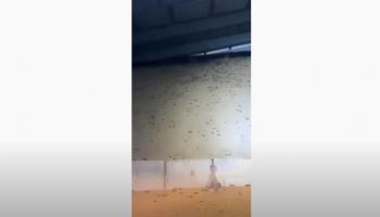 آلاف الفئران تدخل أحد المنازل في أستراليا