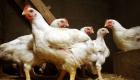 Chine : premier cas humain de grippe aviaire H10N3