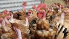 Grippe aviaire H10N3 : faut-il s’inquiéter du premier cas chez l’homme ?