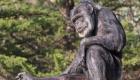 نفوق أكبر شمبانزي "معمر" في أمريكا عن 63 عاما
