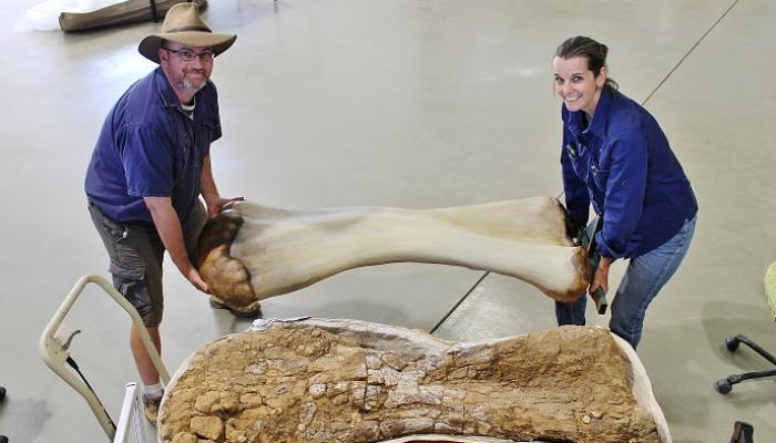 اكتشاف واحدة من أكبر فصائل الديناصورات في العالم بأستراليا