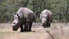 حقيقة انقراض وحيد القرن الأبيض الشمالي