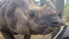 En vidéo:  un rhinocéros joue du piano pour fêter son anniversaire 