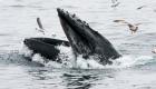 Avalé par une baleine, un pêcheur américain raconte son horrible expérience