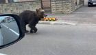 Japon : Un ours abattu après avoir blessé quatre personnes et semé le chaos 