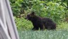 حمله خرس به مردم در ژاپن؛ چهار تن زخمی شدند