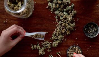 شخص يجمع القنب ليصنع سيجارة