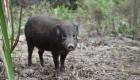 إطلاق 12 حيوانا من أصغر الخنازير بالعالم للطبيعة في الهند