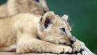 TikTok fenomeni yapılmaya çalışılan aslan kurtarıldı