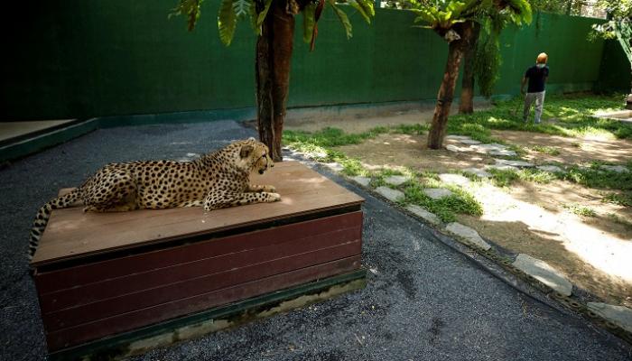 فهد جنوب أفريقي يجلس بالقرب من مدربه في حديقة حيوان