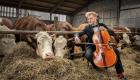 ویدئو | اجرای کنسرت موسیقی برای گاوها در دانمارک 