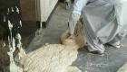 اعتراض یک نانوا به قطعی برق با پهن کردن خمیرهای فاسد شده