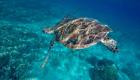 Corse: afflux exceptionnel de tortues marines, les sites de soin saturés
