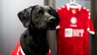 Bristol City, yeni sezon formalarını köpeklerle tanıttı