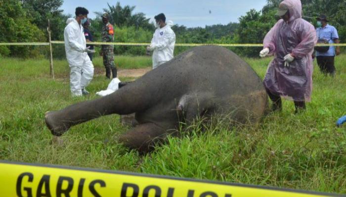 العثور على فيل نادر مقطوع الرأس في إندونيسيا 