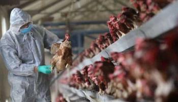 الصين تسجل إصابة بشرية بسلالة 